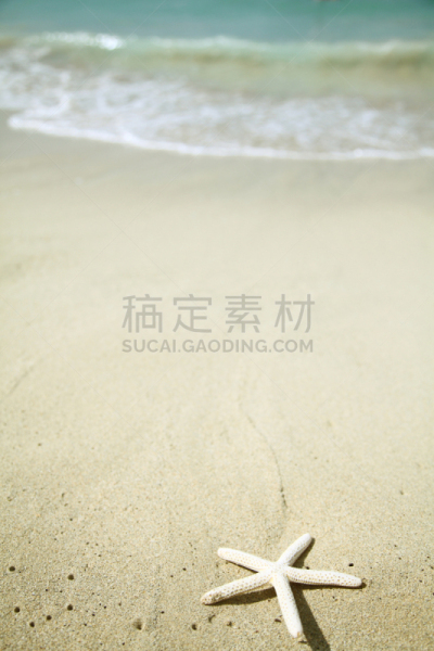 海滩,海星,垂直画幅,留白,度假胜地,沙子,无人,威基基,户外,活力