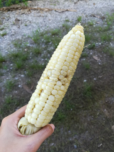 煮食,玉米,手,垂直画幅,素食,迷你型玉米,无人,夏天,特写,泰国
