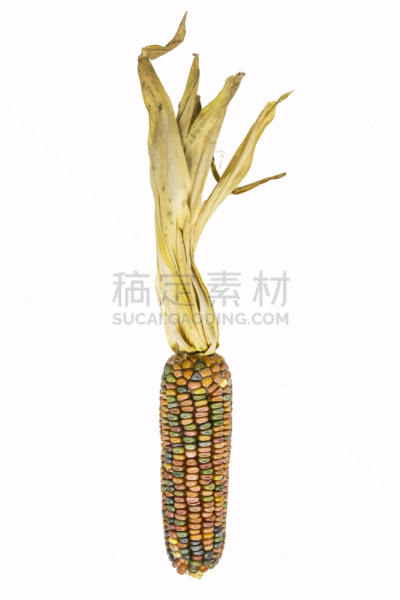 印第安玉米,垂直画幅,褐色,无人,干的,农作物,植物,十月,彩色图片,农业