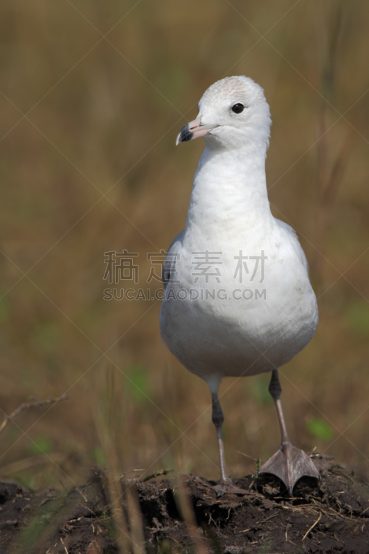 其士美,环嘴鸥,美国,佛罗里达,草,垂直画幅,鸟类,动物学,动物身体部位,户外