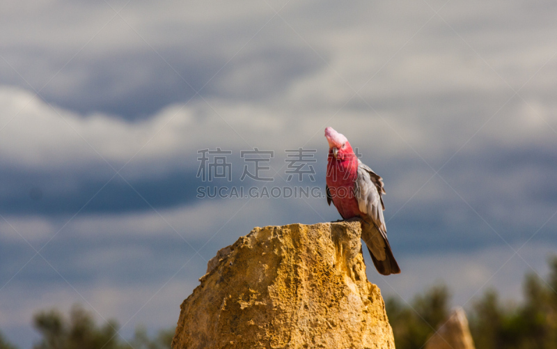 尖塔顶峰,大洋路,天空,水平画幅,沙子,无人,鸟类,夏天,户外,甜点心