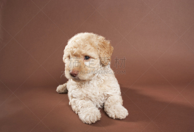 贵宾犬,褐色,种姓,纯种犬,水平画幅,小的,可爱的,小狗,幼小动物,悲哀