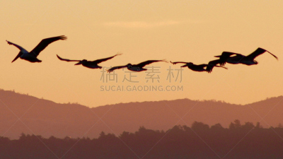 鹈鹕,蒙特利市,蒙特利半岛,蒙特利,水平画幅,无人,鸟类,一群鸟,太平洋丛林镇,海鸟