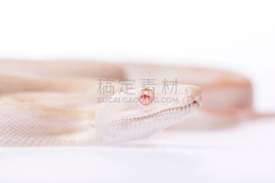 白化病者,大蟒蛇,白色背景,1到2个月,特写,动物主题,前面,长度,野生动物,橙色