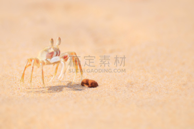沙子,鬼蟹,海滩,背景,慢跑,美,水平画幅,纹理效果,安达曼海,动物身体部位