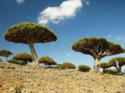 索科特拉岛,岛,也门,森林,龙血树,天空,美,水平画幅,无人,异国情调