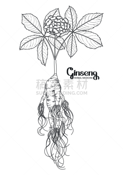 浆果,插画,ginseng,人参,spa美容,活力,线条,背景分离,药,香料