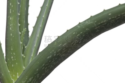 芦荟,植物,凝胶效果滤镜,水平画幅,奶油,在边上,润肤露,植物学,仙人掌,食用油