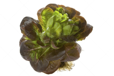 红散叶莴苣,清新,橡树散叶莴苣,散叶莴苣,褐色,水平画幅,绿色,根部,无人,有机食品