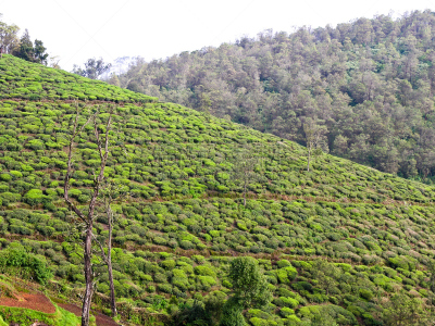 茶树,自然美,风景,阿萨姆,大吉岭,锡金,慕那尔,枝繁叶茂,马来西亚,饮料