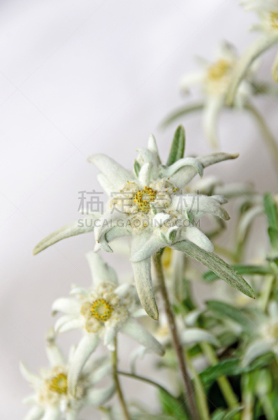 特写,白色,火绒草,山,垂直画幅,美,形状,无人,符号,户外