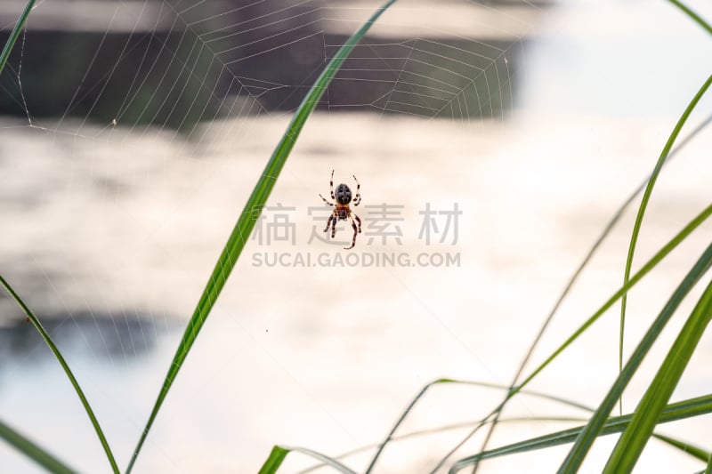 蜘蛛网,蜘蛛,十字形,机敏,水平画幅,花园蜘蛛,符号,巨大的,格子,蜘蛛纲