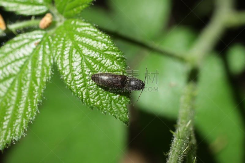 click beetle,生态多样性,甲虫,比利时,自然,水平画幅,无人,特写,昆虫,摄影