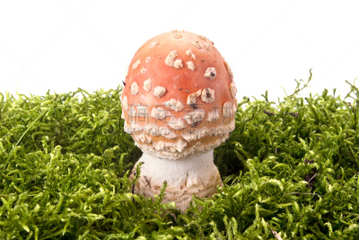 小丘,鹅膏菌,伞形毒菌,真菌学,毒蘑菇,水平画幅,雪,无人,苔藓,偏远的