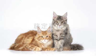 缅因库恩猫,两只动物,可爱的,宠物,动物主题,灰色,图像,猫,美,姜黄色的猫