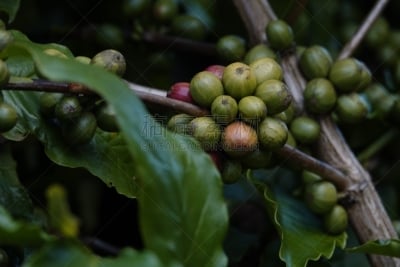 叶子,枝,咖啡豆,农业,熟的,樱桃,色彩鲜艳,色彩饱和,植物,热带树