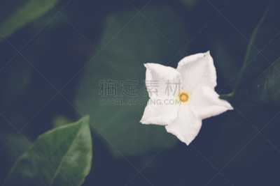 栀子,月橘,茉莉,兰花,自然,美,水平画幅,无人,抽象,夏天