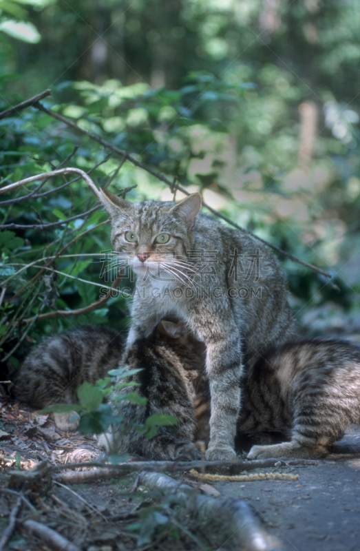 苏格兰野猫,欧洲野猫,自然,垂直画幅,野生动物,图像,英国,猫科动物,哺乳纲,野外动物