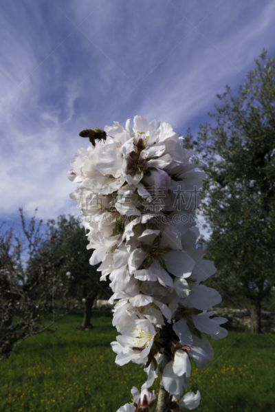 蜜蜂,杏树类,垂直画幅,温带的花,气候,早晨,bee plant,草,四季,大规模的放大