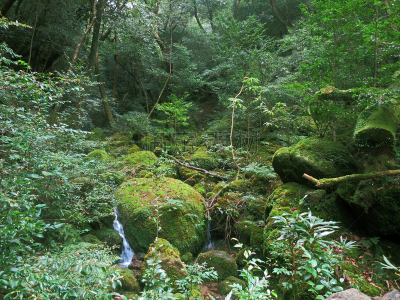 秘密,森林,屋久岛,地带雪松,莫斯兰丁,日本柏树,鹿儿岛县,藤蔓植物,雨林,簇叶从生的