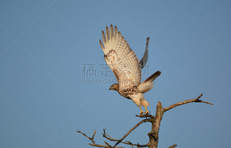 腿上生羽毛的鹰,野生动物,翅膀,加拿大,老鹰,自然美,动物,鸟类,鹰爪,户外