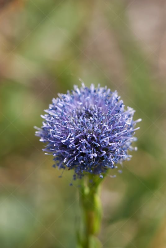 common madia,tubularia,三角梅,浅蓝色,多年生植物,垂直画幅,无人,夏天,户外,特写