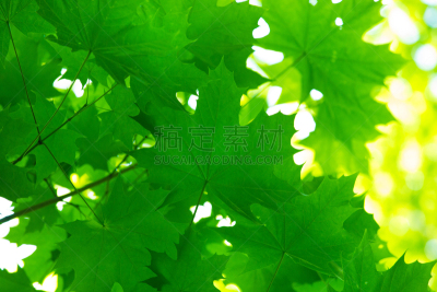 清新,叶子,绿色,自然,太空,水平画幅,枝繁叶茂,秧苗,无人,抽象