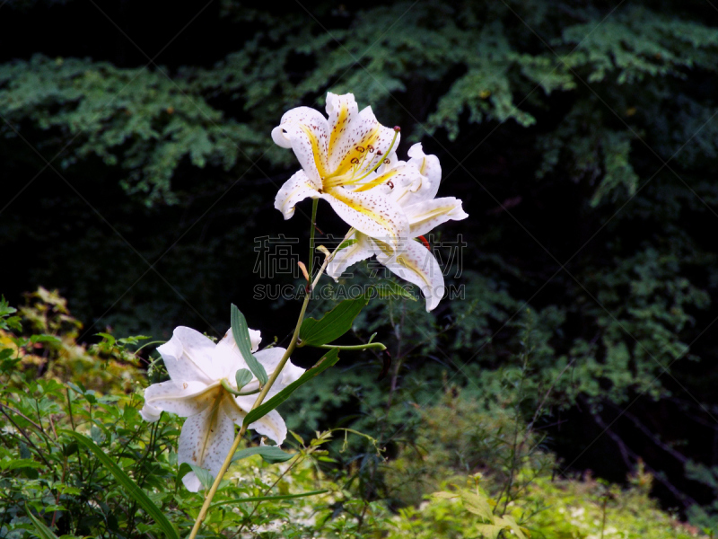 百合花,自然,水平画幅,可爱的,雄蕊,无人,日本,斑点,夏天,黄色