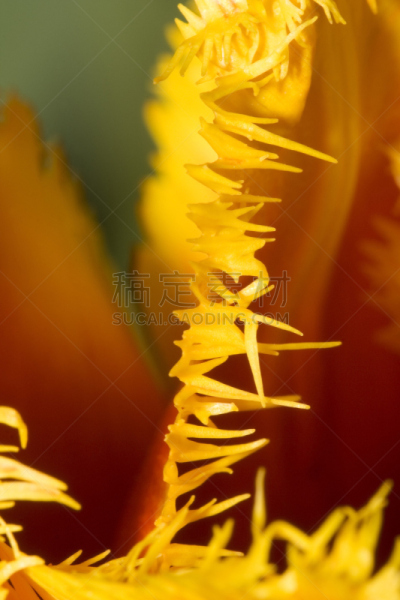 有花边的郁金香,花瓣,欧洲赤松,自然,垂直画幅,美,橙色,郁金香,无人,巨大的