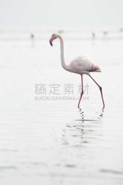 沃尔维斯湾,火烈鸟,湿地,小火烈鸟,大火烈鸟,垂直画幅,鸟类,大西洋,户外,滨水