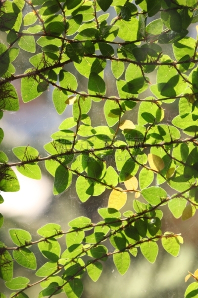 爬行无花果,窗户,特写,无花果树,垂直画幅,留白,块状,户外,常春藤,白色