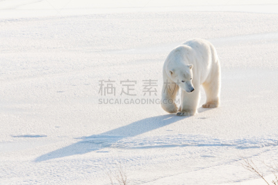 北极熊,自然,野生动物,水平画幅,无人,野外动物,户外,丘吉尔镇,北极点,动物