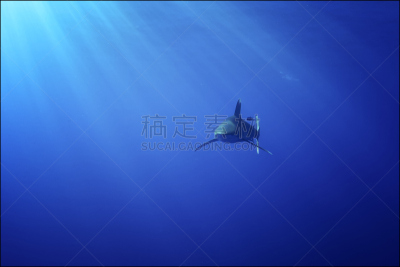 海洋白尖鲨,鲨鱼,闪光灯,动物攻击,生态多样性,水肺潜水,美,公园,水平画幅,水下
