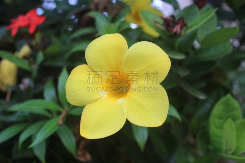 黄色,自然,美,芳香的,水平画幅,无人,浪漫,毛莨科,软枝黄蝉,特写