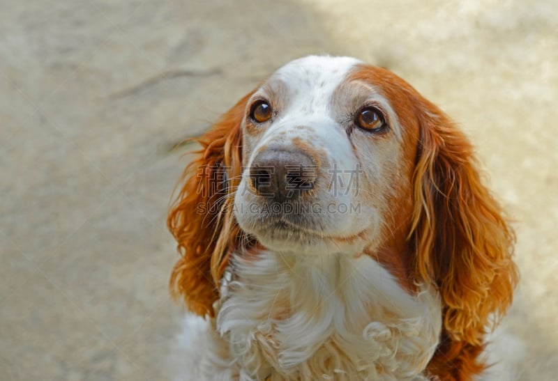 史宾格犬,老年人,狗,机敏,水平画幅,绿色,斯班尼犬,斯普林斯班尼犬,草,等