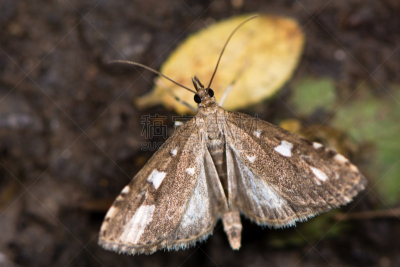 张开翅膀,蛾,pyralid moth,自然,无脊椎动物,野生动物,水平画幅,小的,欧洲,动物身体部位