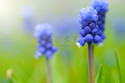 葡萄风信子,花鳞茎,大特写,灰葡萄孢菌,风信子,公园,水平画幅,无人,户外,特写