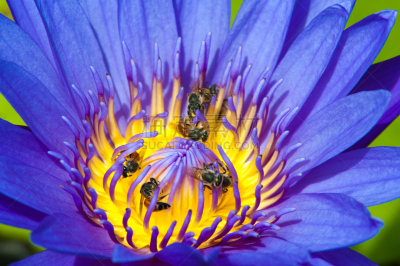 池塘,荷花,特写,自然美,水,美,水平画幅,睡莲,无人,平视角