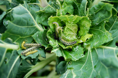 毛虫,甘蓝,白色,cabbage worm,害虫,绿甘蓝,昆虫,菜园,球芽甘蓝,土产