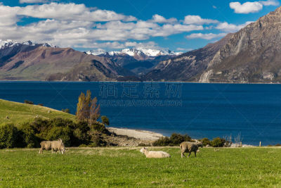 绵羊,新西兰,田地,岛,哈威亚湖,山脉,背景,农业,有机农庄,哺乳纲
