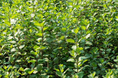 纽扣蕨,欧湖岛桑迪海,chaparral,峭壁,留白,水平画幅,枝繁叶茂,无人,环境损害,夏天