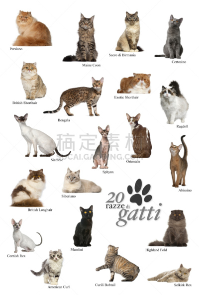 猫,宠物,比利时,动物主题,白色背景,背景分离,垂直画幅,图像,沙尔特勒猫