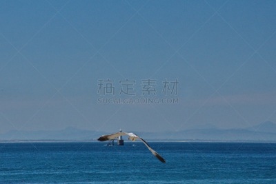 哈氏鸥,南部非洲,非洲,西开普省,图像,海鸥,鸟类,南非,博得斯海滩,天空