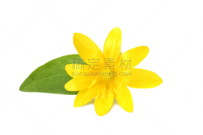 白色背景,黄色,花朵,分离着色,美,复活节,水平画幅,无人,符号,特写
