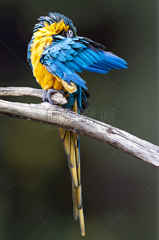 鹦鹉,金刚鹦鹉,垂直画幅,留白,蓝色,鸟类,动物身体部位,夏天,翅膀,雨林