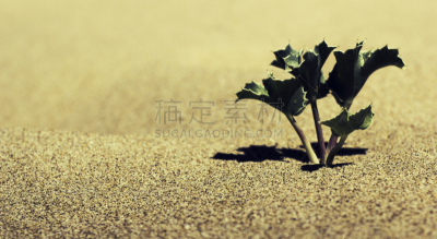 沙子,海滩,植物,加的斯,水平画幅,无人,夏天,阴影,户外,热带气候
