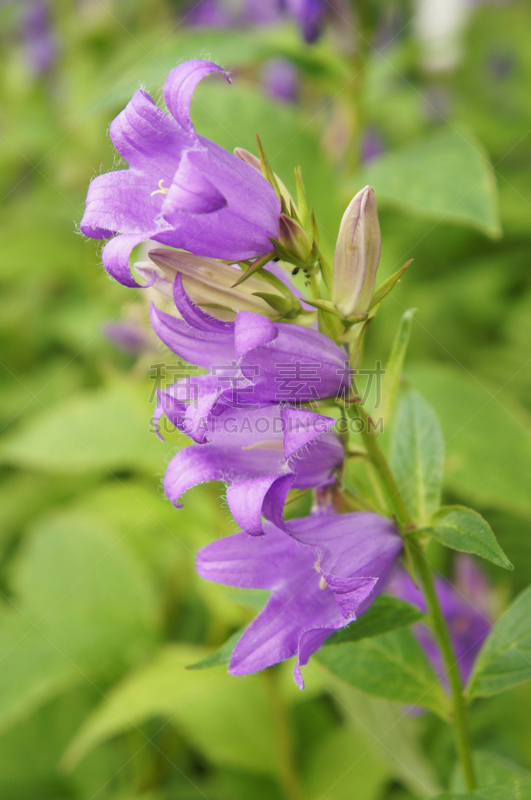 紫色,风铃草属,仅一朵花,菜园,自然,垂直画幅,无人,夏天,特写,脆弱