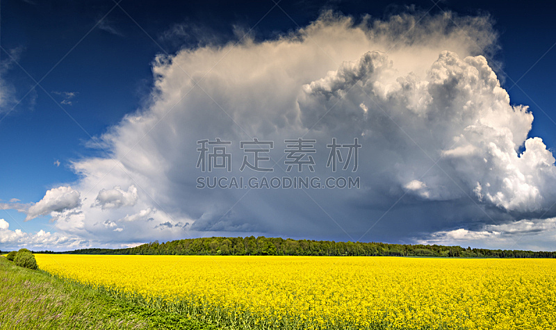 油菜花,田地,拉脱维亚,积雨云,在上面,天空,水平画幅,无人,夏天,非凡的