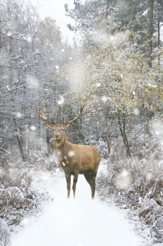 雪,马鹿,季节,冬天,雄鹿,地形,森林,自然美,大风雪,庆祝