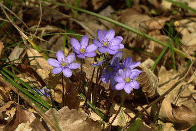 Hepatica nobilis or liverleaf (Leberblümchen)